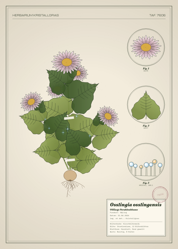 Botanische Tafel: Osslingia osslingensis, eine erfundene Pflanze aus Oßling, gezeichnet wie in einem alten Pflanzenatlas