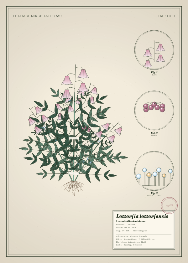 Botanische Tafel: Lottorfia lottorfensis, eine erfundene Pflanze aus Lottorf, gezeichnet wie in einem alten Pflanzenatlas