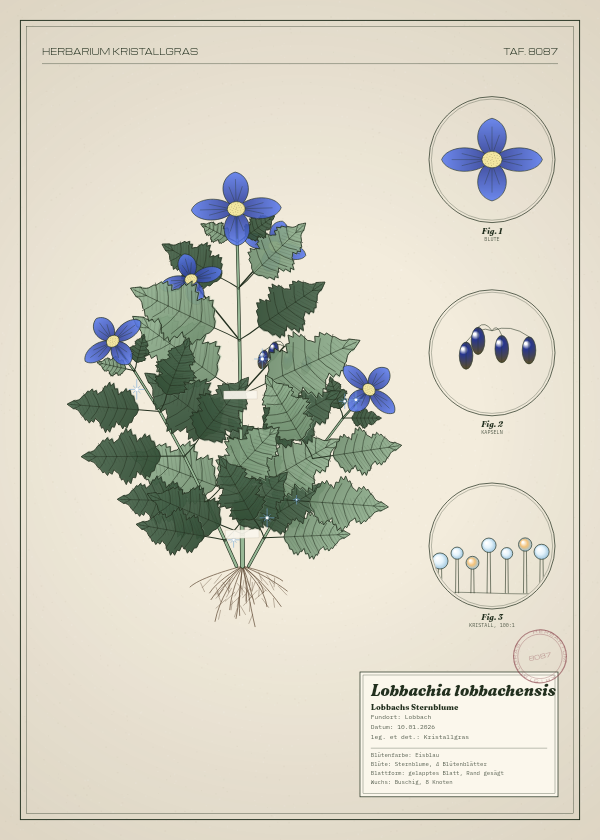 Botanische Tafel: Lobbachia lobbachensis, eine erfundene Pflanze aus Lobbach, gezeichnet wie in einem alten Pflanzenatlas