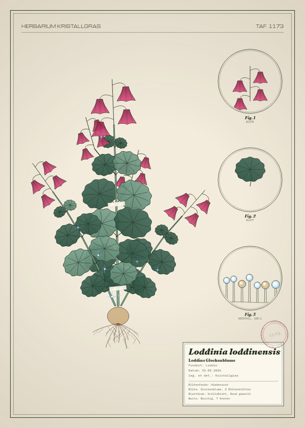 Botanische Tafel: Loddinia loddinensis, eine erfundene Pflanze aus Loddin, gezeichnet wie in einem alten Pflanzenatlas