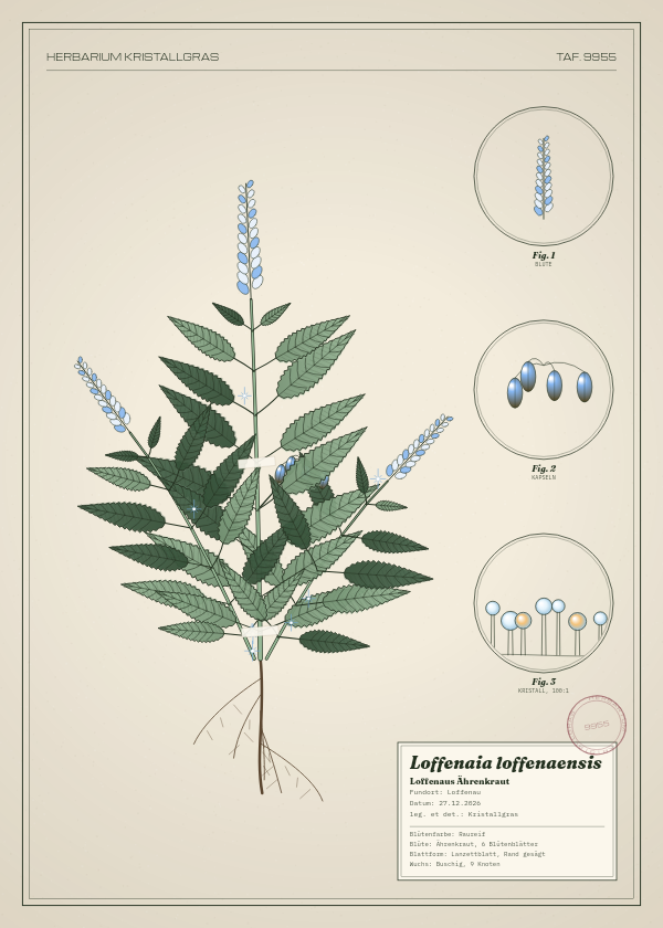 Botanische Tafel: Loffenaia loffenaensis, eine erfundene Pflanze aus Loffenau, gezeichnet wie in einem alten Pflanzenatlas