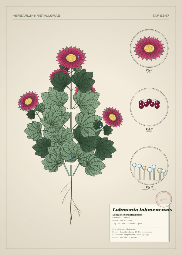 Botanische Tafel: Lohmenia lohmenensis, eine erfundene Pflanze aus Lohmen, gezeichnet wie in einem alten Pflanzenatlas