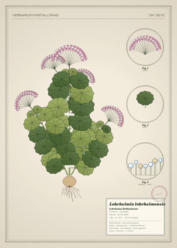 Botanische Tafel: Lohrheimia lohrheimensis, eine erfundene Pflanze aus Lohrheim, gezeichnet wie in einem alten Pflanzenatlas