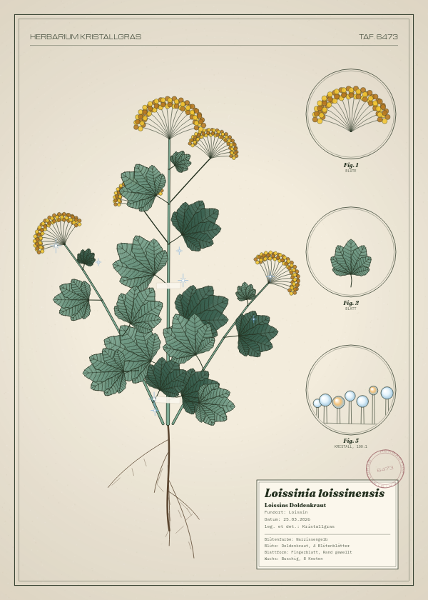 Botanische Tafel: Loissinia loissinensis, eine erfundene Pflanze aus Loissin, gezeichnet wie in einem alten Pflanzenatlas