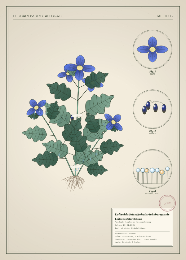 Botanische Tafel: Loitschia loitscheheinrichsbergensis, eine erfundene Pflanze aus Loitsche-Heinrichsberg, gezeichnet wie in einem alten Pflanzenatlas