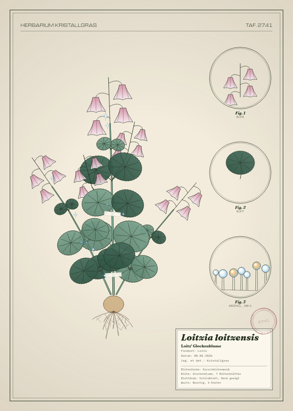 Botanische Tafel: Loitzia loitzensis, eine erfundene Pflanze aus Loitz, gezeichnet wie in einem alten Pflanzenatlas