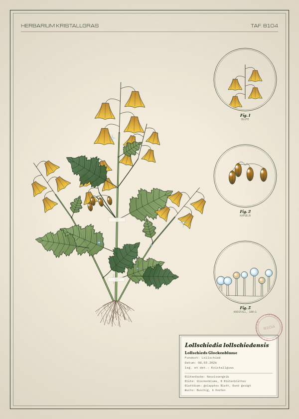 Botanische Tafel: Lollschiedia lollschiedensis, eine erfundene Pflanze aus Lollschied, gezeichnet wie in einem alten Pflanzenatlas