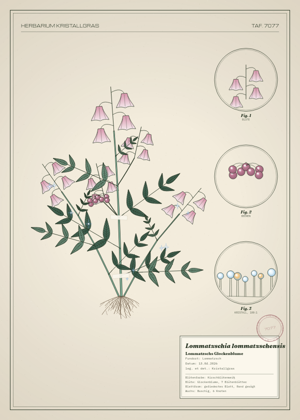 Botanische Tafel: Lommatzschia lommatzschensis, eine erfundene Pflanze aus Lommatzsch, gezeichnet wie in einem alten Pflanzenatlas