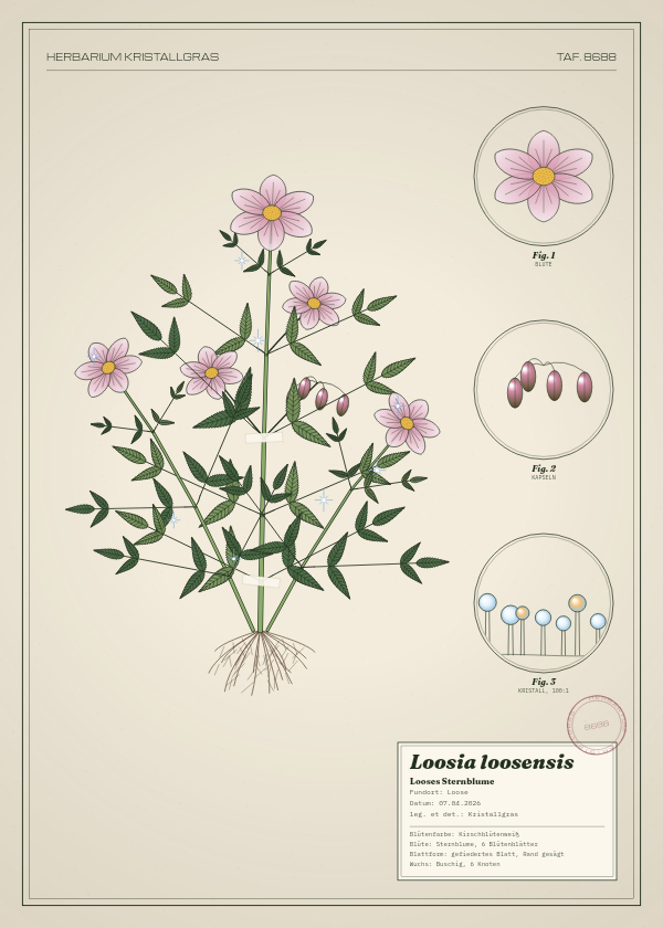 Botanische Tafel: Loosia loosensis, eine erfundene Pflanze aus Loose, gezeichnet wie in einem alten Pflanzenatlas