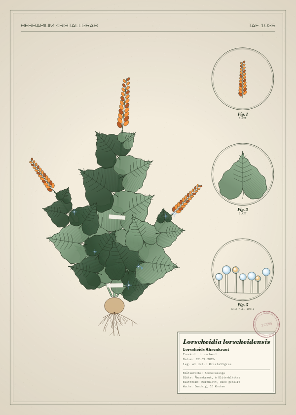 Botanische Tafel: Lorscheidia lorscheidensis, eine erfundene Pflanze aus Lorscheid, gezeichnet wie in einem alten Pflanzenatlas
