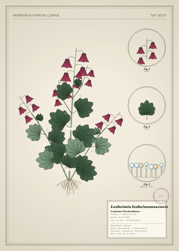 Botanische Tafel: Losheimia losheimamseensis, eine erfundene Pflanze aus Losheim am See, gezeichnet wie in einem alten Pflanzenatlas