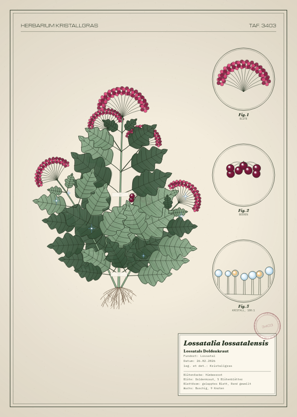 Botanische Tafel: Lossatalia lossatalensis, eine erfundene Pflanze aus Lossatal, gezeichnet wie in einem alten Pflanzenatlas