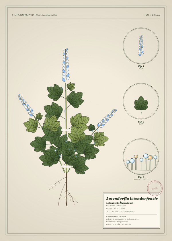 Botanische Tafel: Latendorfia latendorfensis, eine erfundene Pflanze aus Latendorf, gezeichnet wie in einem alten Pflanzenatlas