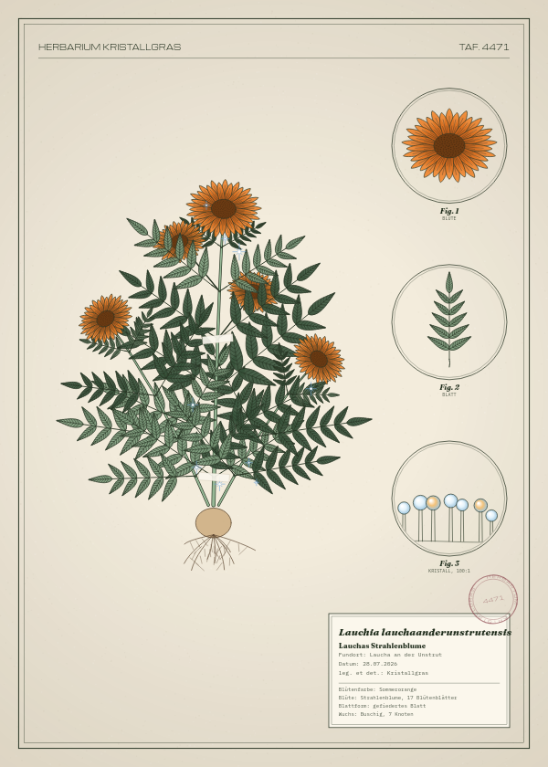 Botanische Tafel: Lauchia lauchaanderunstrutensis, eine erfundene Pflanze aus Laucha an der Unstrut, gezeichnet wie in einem alten Pflanzenatlas