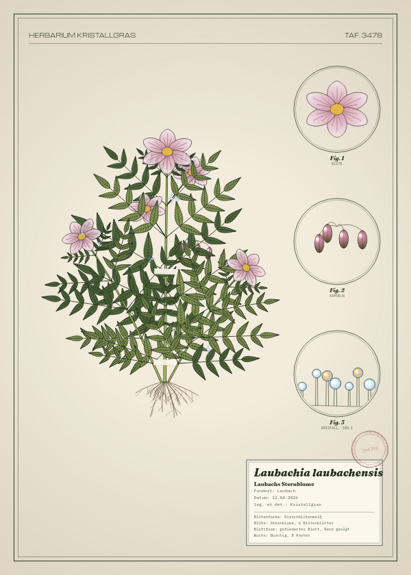 Botanische Tafel: Laubachia laubachensis, eine erfundene Pflanze aus Laubach, gezeichnet wie in einem alten Pflanzenatlas