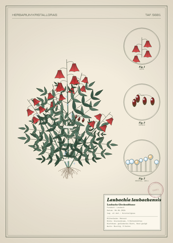 Botanische Tafel: Laubachia laubachensis, eine erfundene Pflanze aus Laubach, gezeichnet wie in einem alten Pflanzenatlas