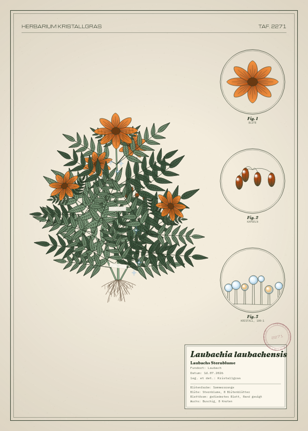 Botanische Tafel: Laubachia laubachensis, eine erfundene Pflanze aus Laubach, gezeichnet wie in einem alten Pflanzenatlas