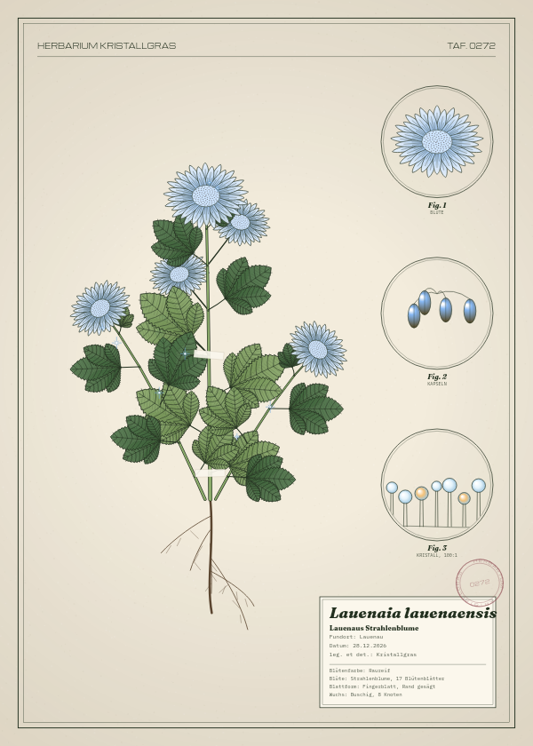 Botanische Tafel: Lauenaia lauenaensis, eine erfundene Pflanze aus Lauenau, gezeichnet wie in einem alten Pflanzenatlas