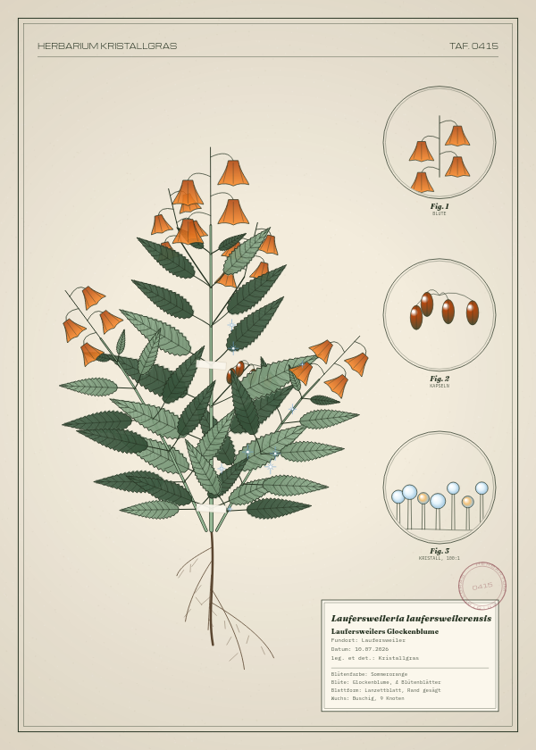 Botanische Tafel: Laufersweileria laufersweilerensis, eine erfundene Pflanze aus Laufersweiler, gezeichnet wie in einem alten Pflanzenatlas
