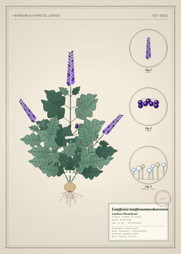 Botanische Tafel: Lauffenia lauffenamneckarensis, eine erfundene Pflanze aus Lauffen am Neckar, gezeichnet wie in einem alten Pflanzenatlas