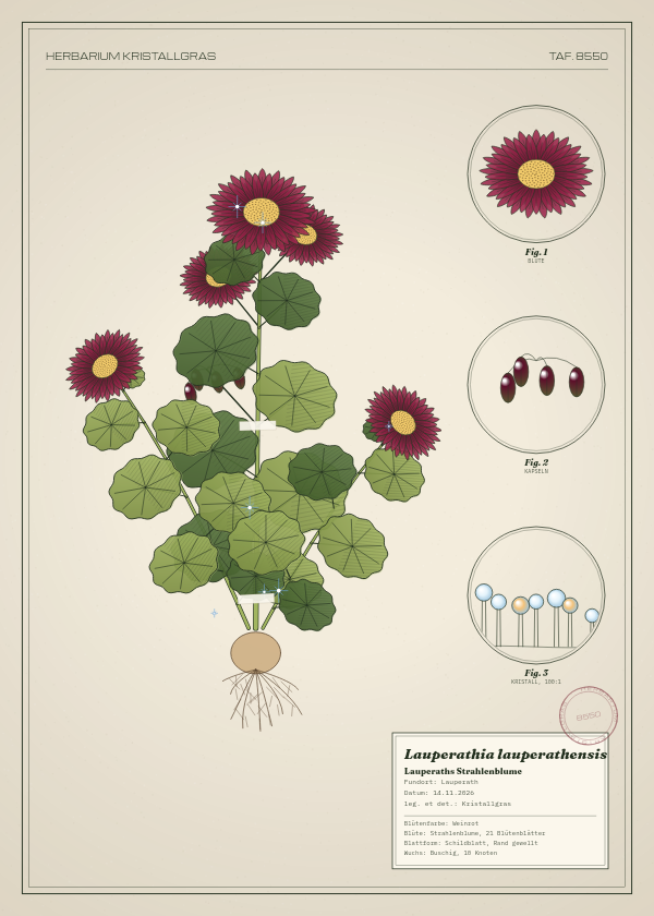 Botanische Tafel: Lauperathia lauperathensis, eine erfundene Pflanze aus Lauperath, gezeichnet wie in einem alten Pflanzenatlas