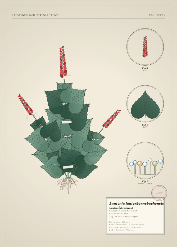Botanische Tafel: Lauteria lauterbernsbachensis, eine erfundene Pflanze aus Lauter-Bernsbach, gezeichnet wie in einem alten Pflanzenatlas