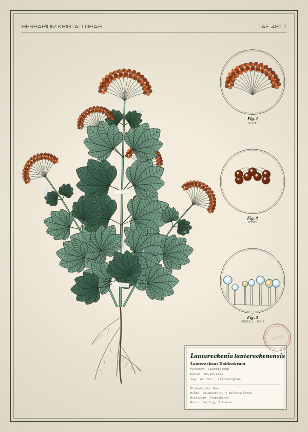 Botanische Tafel: Lautereckenia lautereckenensis, eine erfundene Pflanze aus Lauterecken, gezeichnet wie in einem alten Pflanzenatlas