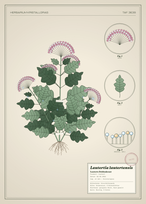 Botanische Tafel: Lautertia lautertensis, eine erfundene Pflanze aus Lautert, gezeichnet wie in einem alten Pflanzenatlas