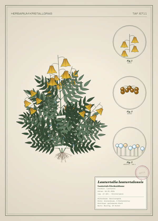Botanische Tafel: Lautertalia lautertalensis, eine erfundene Pflanze aus Lautertal, gezeichnet wie in einem alten Pflanzenatlas