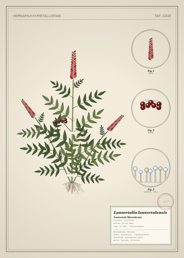 Botanische Tafel: Lautertalia lautertalensis, eine erfundene Pflanze aus Lautertal, gezeichnet wie in einem alten Pflanzenatlas