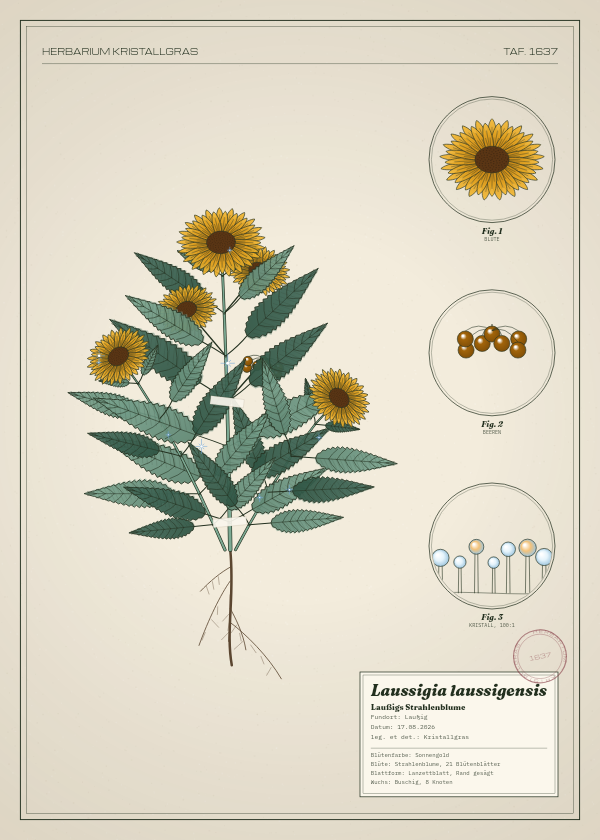 Botanische Tafel: Laussigia laussigensis, eine erfundene Pflanze aus Laußig, gezeichnet wie in einem alten Pflanzenatlas