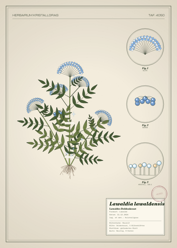 Botanische Tafel: Lawaldia lawaldensis, eine erfundene Pflanze aus Lawalde, gezeichnet wie in einem alten Pflanzenatlas