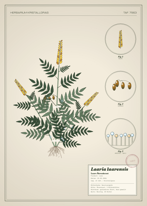 Botanische Tafel: Laaria laarensis, eine erfundene Pflanze aus Laar, gezeichnet wie in einem alten Pflanzenatlas