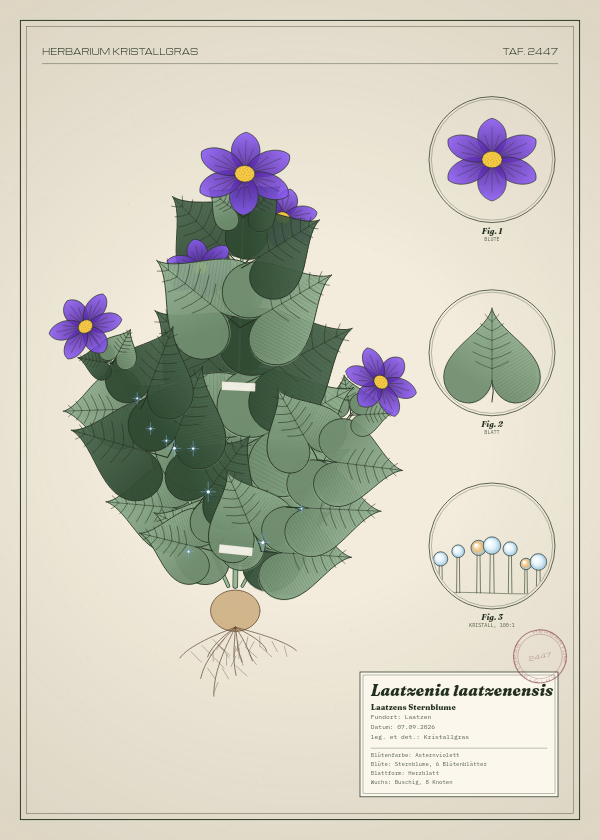 Botanische Tafel: Laatzenia laatzenensis, eine erfundene Pflanze aus Laatzen, gezeichnet wie in einem alten Pflanzenatlas