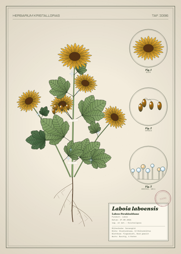 Botanische Tafel: Laboia laboensis, eine erfundene Pflanze aus Laboe, gezeichnet wie in einem alten Pflanzenatlas