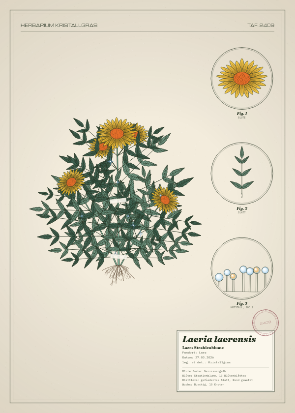 Botanische Tafel: Laeria laerensis, eine erfundene Pflanze aus Laer, gezeichnet wie in einem alten Pflanzenatlas