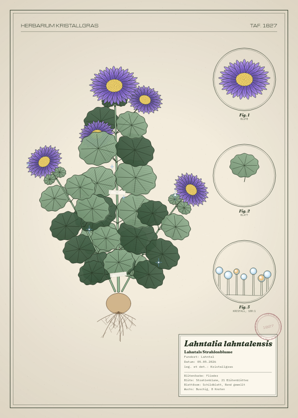 Botanische Tafel: Lahntalia lahntalensis, eine erfundene Pflanze aus Lahntal, gezeichnet wie in einem alten Pflanzenatlas