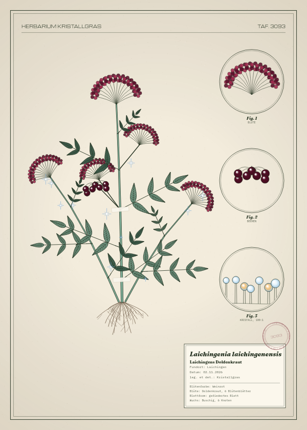 Botanische Tafel: Laichingenia laichingenensis, eine erfundene Pflanze aus Laichingen, gezeichnet wie in einem alten Pflanzenatlas