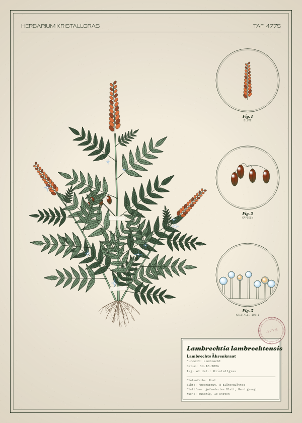 Botanische Tafel: Lambrechtia lambrechtensis, eine erfundene Pflanze aus Lambrecht, gezeichnet wie in einem alten Pflanzenatlas