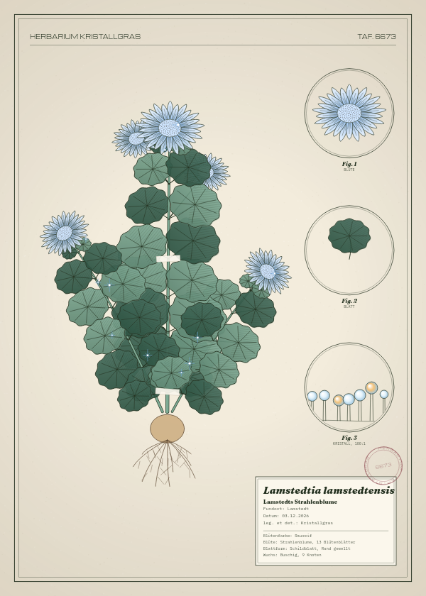 Botanische Tafel: Lamstedtia lamstedtensis, eine erfundene Pflanze aus Lamstedt, gezeichnet wie in einem alten Pflanzenatlas