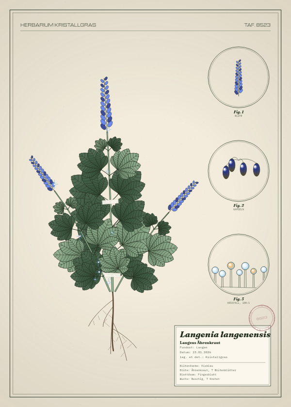 Botanische Tafel: Langenia langenensis, eine erfundene Pflanze aus Langen, gezeichnet wie in einem alten Pflanzenatlas