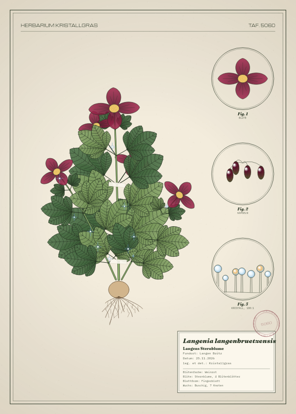 Botanische Tafel: Langenia langenbruetzensis, eine erfundene Pflanze aus Langen Brütz, gezeichnet wie in einem alten Pflanzenatlas