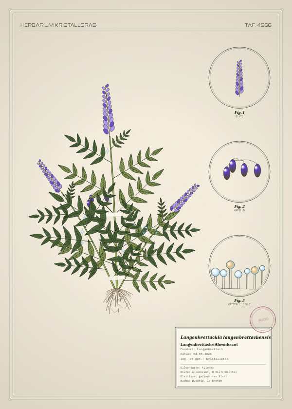 Botanische Tafel: Langenbrettachia langenbrettachensis, eine erfundene Pflanze aus Langenbrettach, gezeichnet wie in einem alten Pflanzenatlas