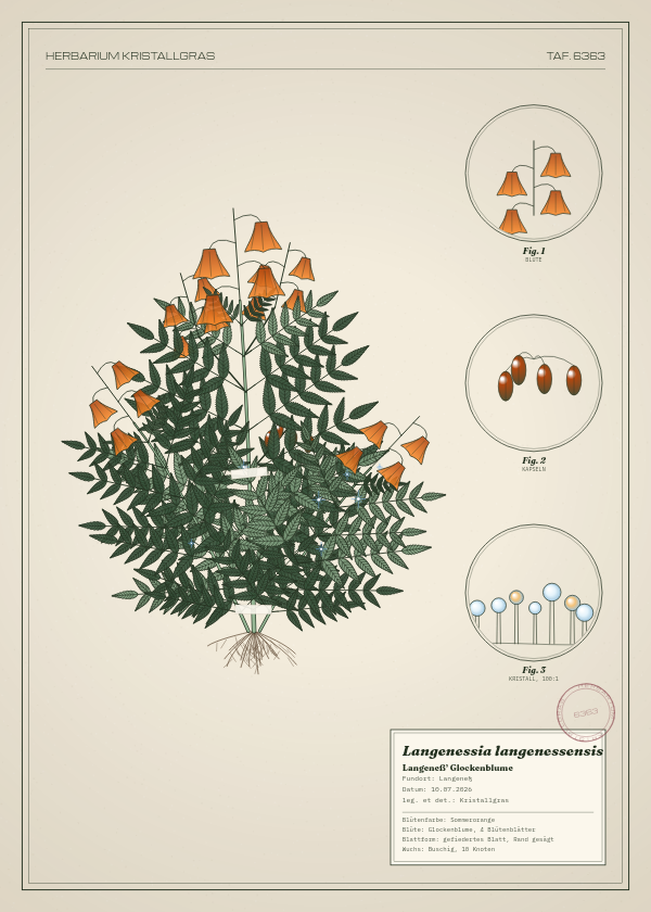 Botanische Tafel: Langenessia langenessensis, eine erfundene Pflanze aus Langeneß, gezeichnet wie in einem alten Pflanzenatlas