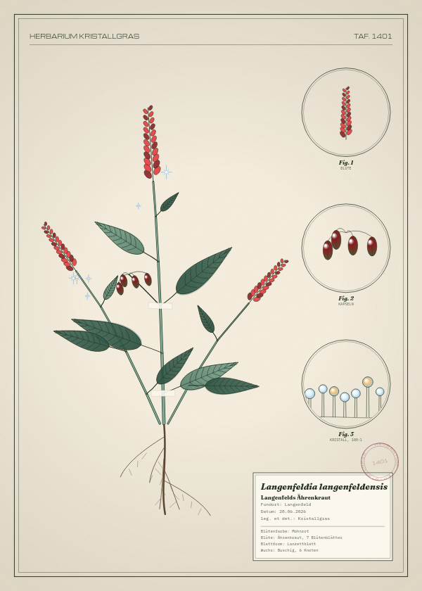 Botanische Tafel: Langenfeldia langenfeldensis, eine erfundene Pflanze aus Langenfeld, gezeichnet wie in einem alten Pflanzenatlas