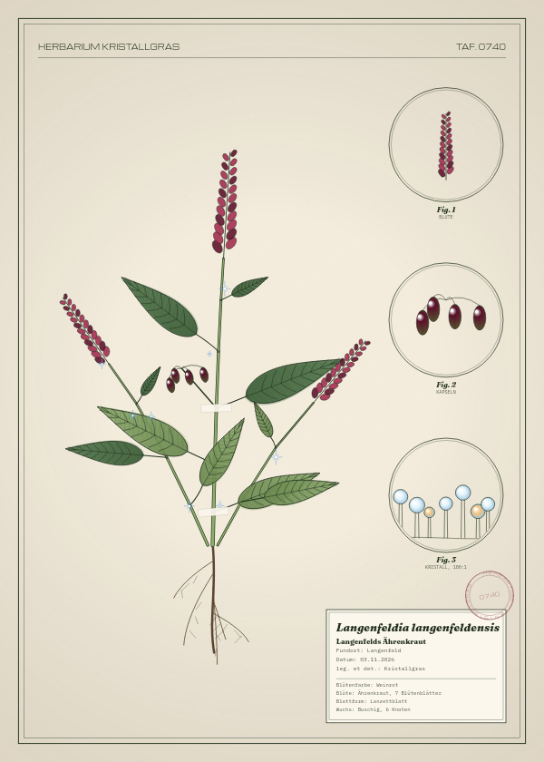Botanische Tafel: Langenfeldia langenfeldensis, eine erfundene Pflanze aus Langenfeld, gezeichnet wie in einem alten Pflanzenatlas