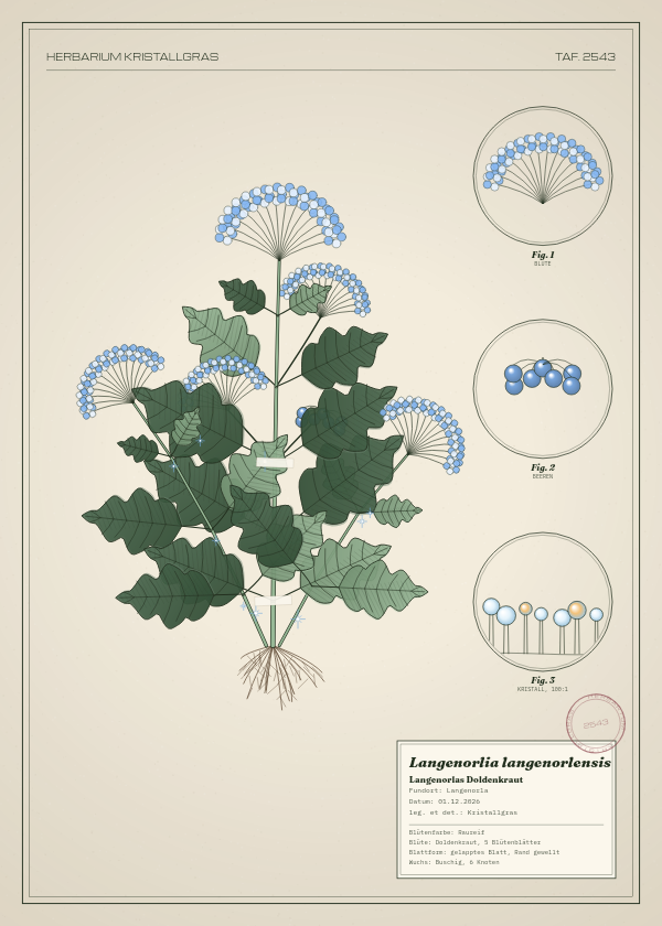 Botanische Tafel: Langenorlia langenorlensis, eine erfundene Pflanze aus Langenorla, gezeichnet wie in einem alten Pflanzenatlas
