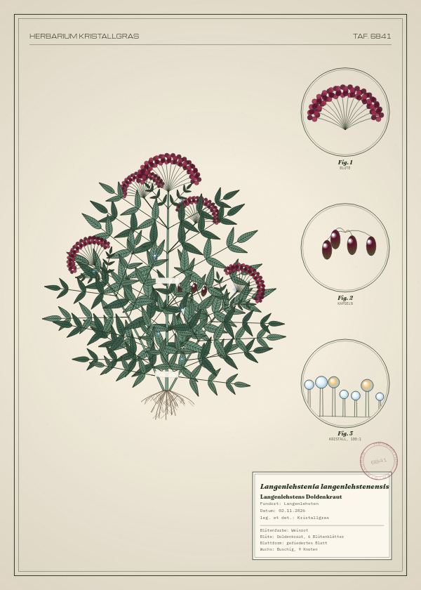 Botanische Tafel: Langenlehstenia langenlehstenensis, eine erfundene Pflanze aus Langenlehsten, gezeichnet wie in einem alten Pflanzenatlas