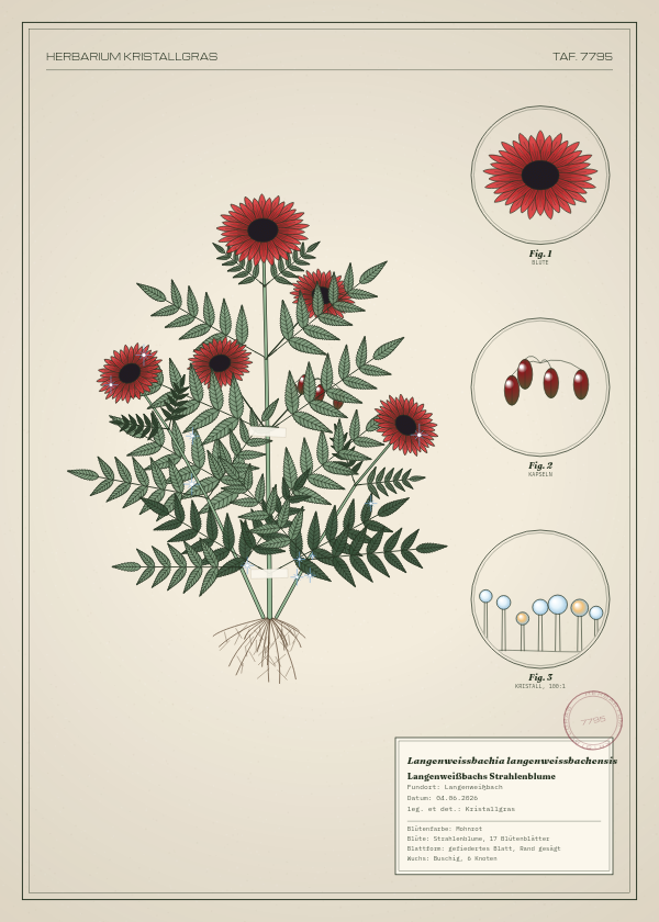 Botanische Tafel: Langenweissbachia langenweissbachensis, eine erfundene Pflanze aus Langenweißbach, gezeichnet wie in einem alten Pflanzenatlas