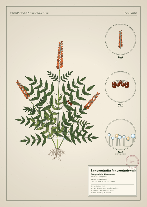 Botanische Tafel: Langenthalia langenthalensis, eine erfundene Pflanze aus Langenthal, gezeichnet wie in einem alten Pflanzenatlas